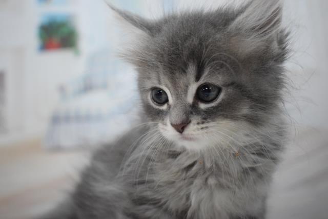 ミヌエットの子猫（オス♂）　