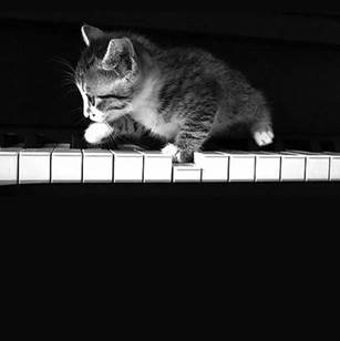 猫, 座っている, 室内, 見ている が含まれている画像

自動的に生成された説明