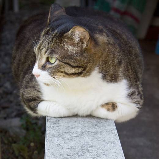 猫, 地面, 座っている, 白 が含まれている画像

自動的に生成された説明