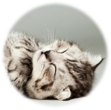 猫, 動物, 哺乳動物, 壁 が含まれている画像

自動的に生成された説明